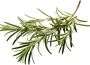 food-image-rosemary-opt.png